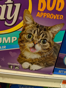 This box of cat food kills me