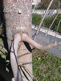 This branch looks like a thicc wood nymph got stuck entering a tree