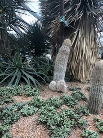 This cactus at the Singapore Gardens by the Bay