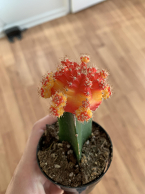 This cactus looks too familiar