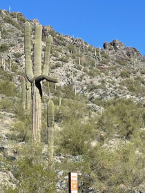 This cactus was very happy to see me