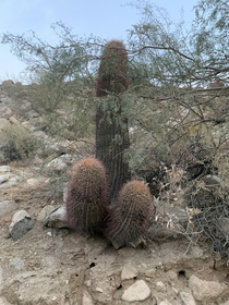 This cactus we ran across in the middle of the desert in Mexico