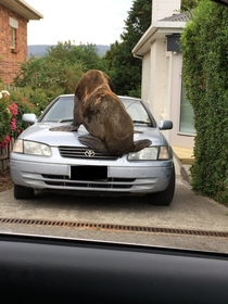 This car has a seal of approval