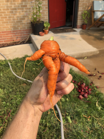 This carrot I pulled out of my garden last spring