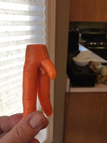 This carrot is hung