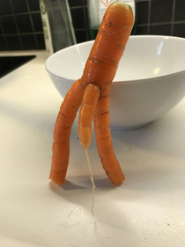 This Carrot we picked from our backyard