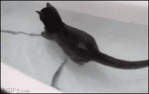 this cat actually enjoys baths