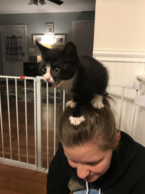 This cat as a hat