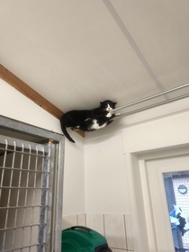 This cat at my local shelter really doesnt like people