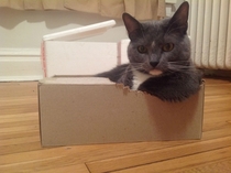 This cat chewed an armrest for herself in a box