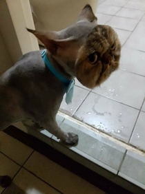 This cat fully shaved except for its face