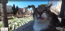 This cat in google street view