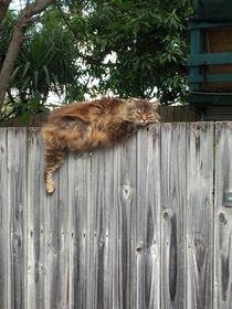 This cat in my neighbourhood sleeps like this