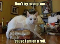 This cat is on a roll