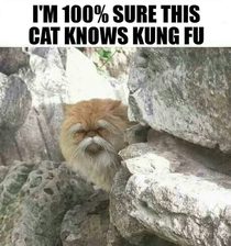 This cat knows