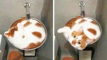 This cat looks like a cappuccino