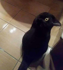 This cat looks like a crow