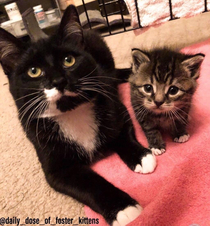 This cat looks like hes trying to get his underage friend into a bar