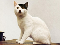 This cat looks like Hitler