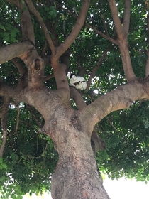 This cat looks like its holding a little cat-sized machine gun