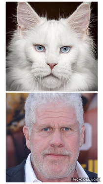 This cat looks like Ron Perlman 