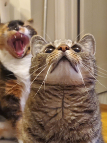 This cat mom asking the lord for patience while its kitten screams