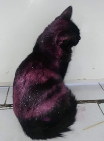 This cat rolled in edible glitter and its an instant galaxy cat