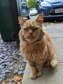 This cat should be named Hellboy