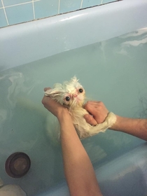 This cat taking a bath