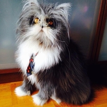 This cat that looks like a Dr Seuss character