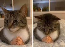 This cat with fake small hands