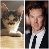 This Cats Eyes Sorta Remind Me Of Benedict Cumberbatch