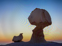 This chicken admiring a stalk of broccoli from my screensaver