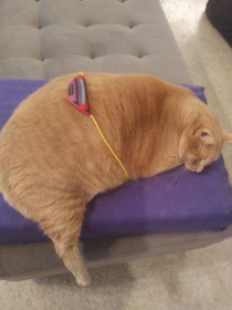 This chonk rocks a fanny pack