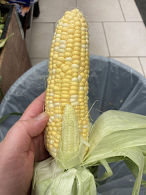 This corn is incredibly well endowed