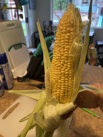 This corn was happy to see me 