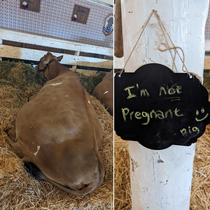 This cow at the fair had a sign next to it