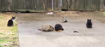 This dangerous street gang out back behind my work