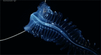 This deep sea creature a tomopteris is an alien on earth