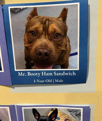 This dog at the humane society