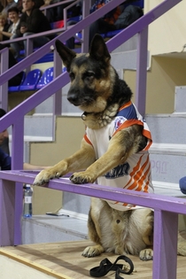 This dog came to every match of our basketball team Today team presented to him this uniform and a ticket to the VIP-zone