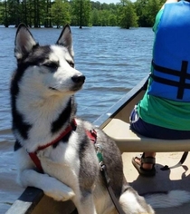 this dog clearly thinks hes the boss of the boat
