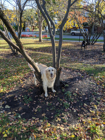 This dog got stuck in a tree today at the park