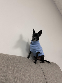 This dog in a sweater at work is just sitting on the back of the couch staring into my soul like shes judging me for not being productive right now