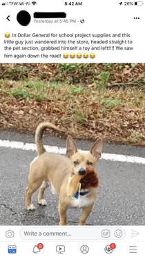 This dog in my town has made Dollar General his personal toy store