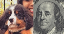 This dog looks just like Benjamin Franklin