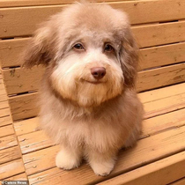 This dog looks like Bob Ross