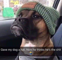 This dog looks like hes standing outside a club holding your ID and suspiciously eyeballing you to see if youre bullshitting him