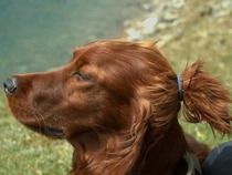 This dog looks like hes vegan