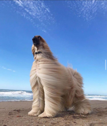 This dog looks like the main character of the movie just asked Seriously WHAT is your deal And hes about to launch into his back story